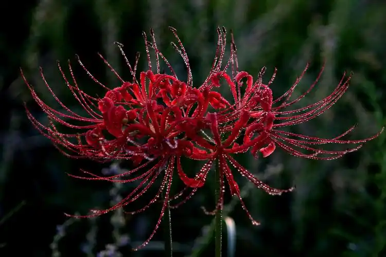 无尽的思念,绝望的爱情——彼岸花