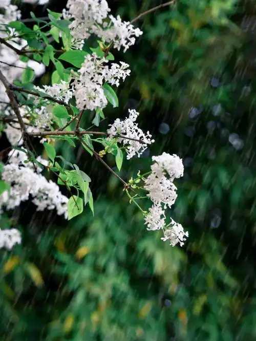 丁香空结雨中愁