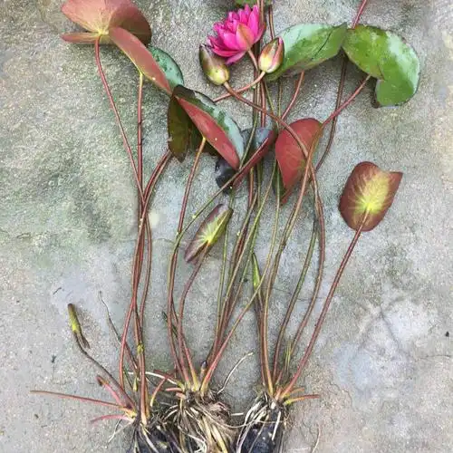 带小叶子莲花盆栽睡莲水培植物四季室内睡莲苗池塘水养大睡莲根块