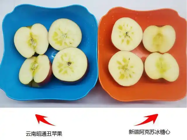 再分别做横切和竖切处理通过糖度仪的测量结果显示,两个昭通苹果的糖