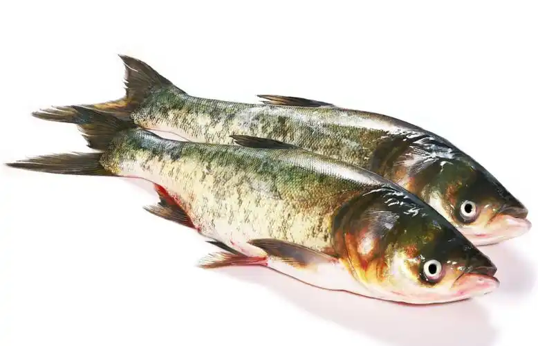 id="tfzbpsxmeyat">鳙是鲤形目鲤亚目鲤科鳙属的鱼类动物 /span> sup