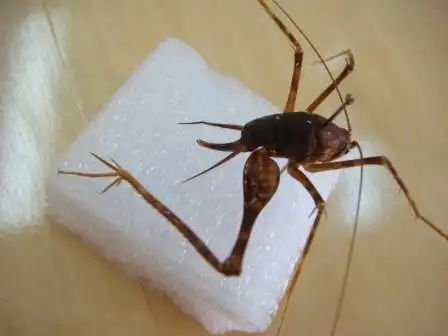 家里有灶马 本来除掉了可又出现怎么办