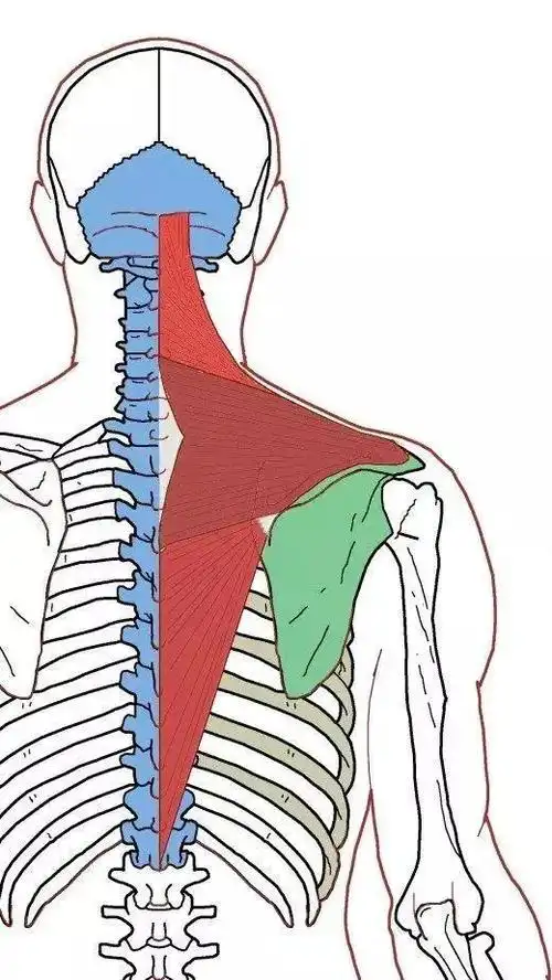 上,中部分紧张,会让斜方肌看起来膨大,这样显得我们壮壮的.