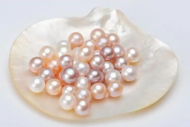 珍珠蚌自己开河蚌鲜活包邮淡水珍珠diy裸珠定制多珠开蚌活蚌直发