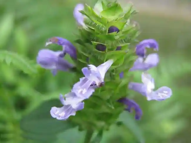 p>夏枯草(学名: i>prunella vulgaris  /i>l),别名:麦穗夏枯草,铁线