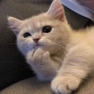 猫头像呆萌,高清好看的可爱大眼萌猫头像图片_动物头像_头像屋