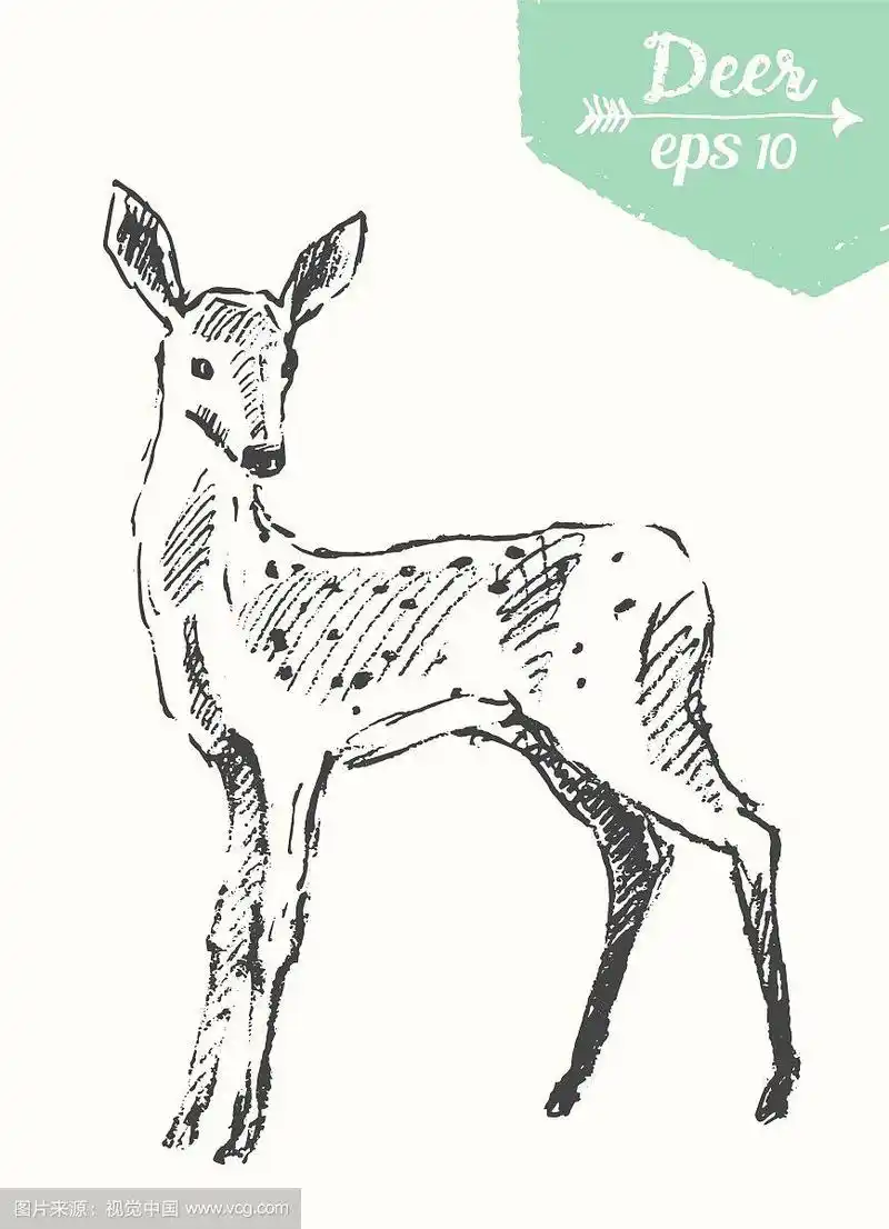 手绘鹿素描