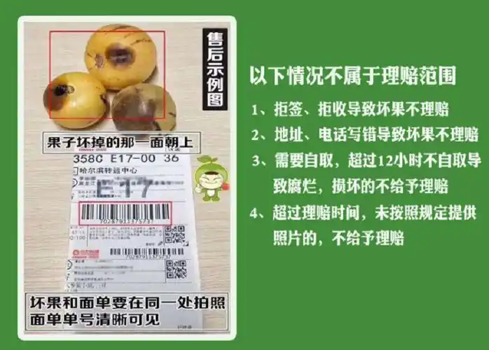 山东沾化冬枣5斤装脆甜枣新鲜枣子当季水果非大荔冬枣