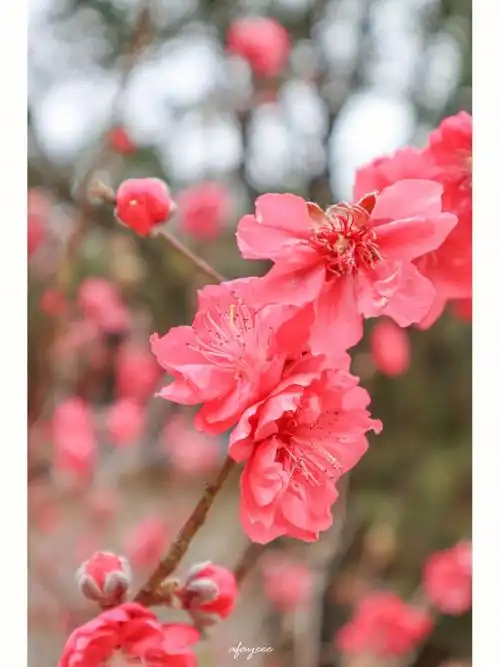 还好和朋友去看桃花了花开正盛人也很多/看过了桃花会走桃花运吗/91