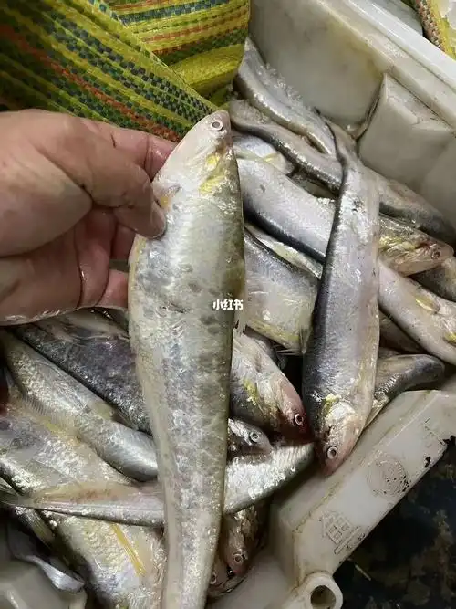 破冰点价的海刀鱼值得尝鲜我们的刀鱼价格不过百#家宴吃什么  #野生