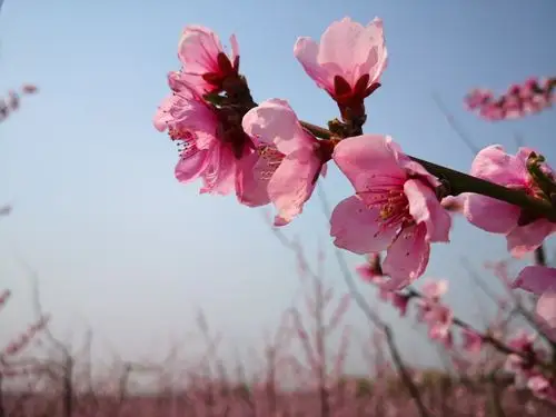 贪得美景不思归,桃花十里伴君醉(诗六首)