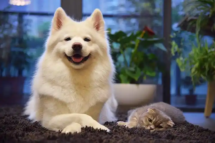 当你老了头发白了岁月迟暮我依然有幸陪在你身边 萌宠萌狗萌萌哒