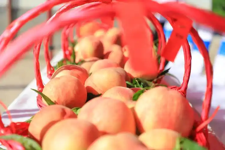 2021年兰州安宁蟠桃会暨桃王大赛线上鸣锣