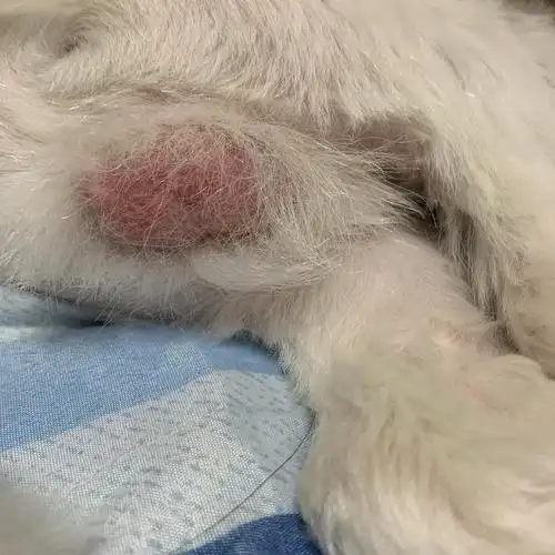 讨论讨论狗子这两天一直在舔自己蛋蛋已经有点红红的了需要带圈吗还是