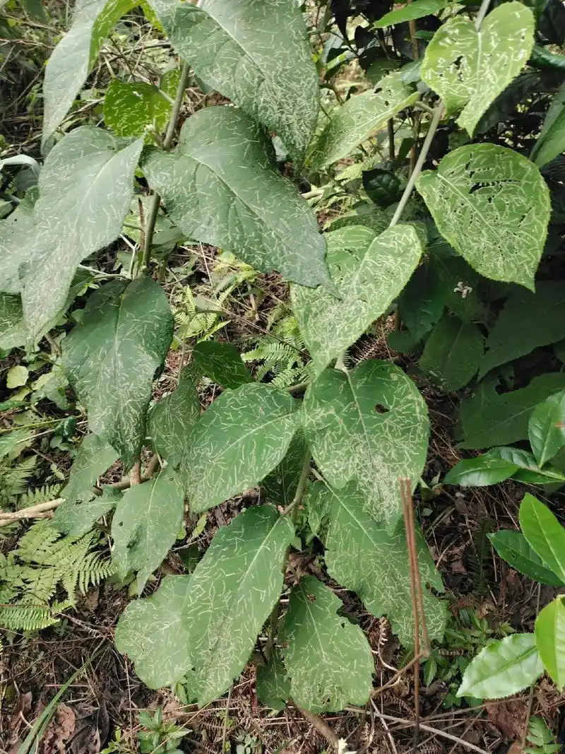 白猕猴桃根有需要联系我