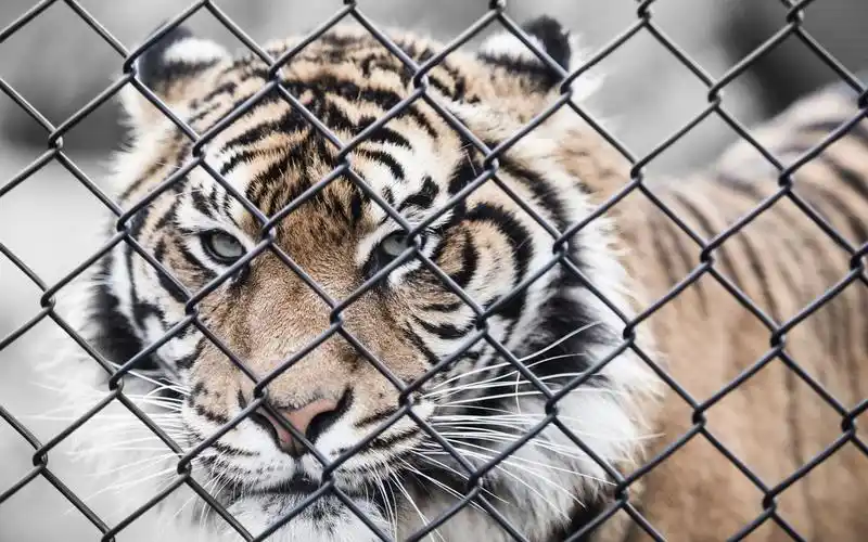高清晰铁笼中的老虎壁纸