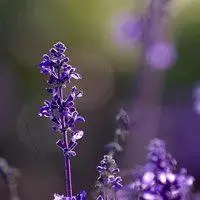 薰衣草头像唯美图片点击鼠标右键下载