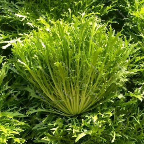 苦菊菜种籽夏秋季播种蔬菜种子大全农家种孑盆栽四季小青菜苦菜