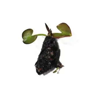 贤浩睡莲碗莲根块迷你荷花根茎水培鱼池鱼缸庭院池塘植物盆栽四季水生