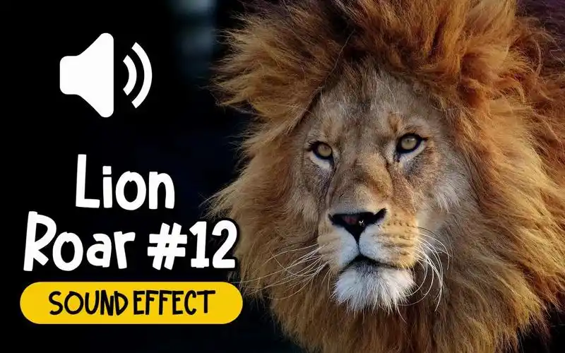 狮子 #12 吼叫 叫声 动物 音效 (hq)