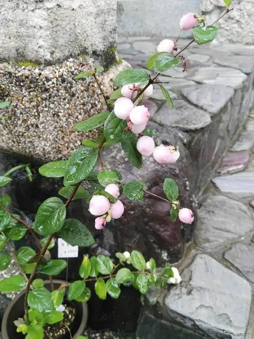 银阁寺外人家售卖的花草.雪见花?