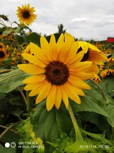 那一片花,那一片雨.