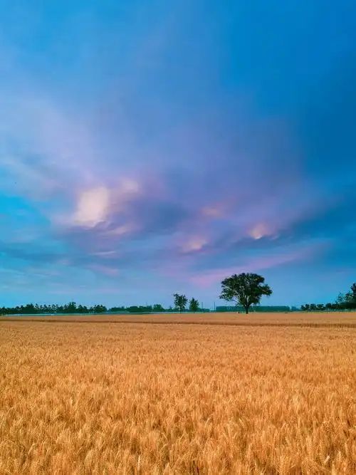 夕阳下的金色麦浪