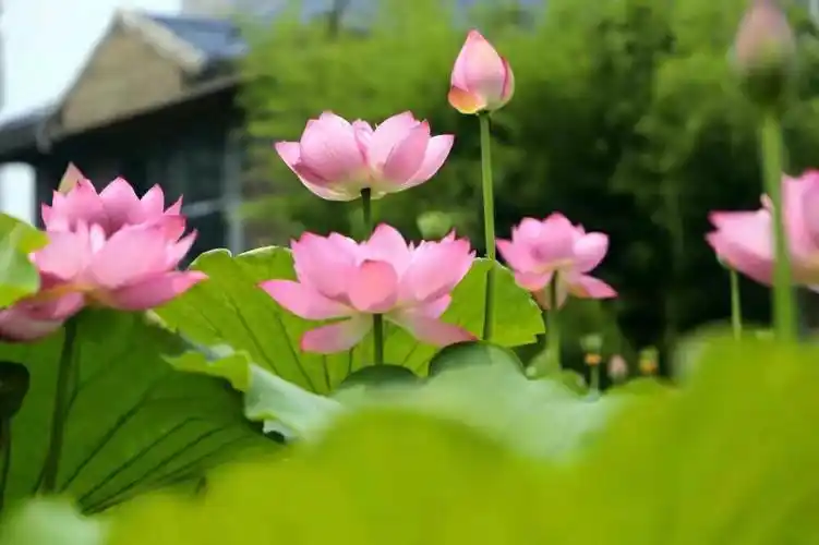 赏荷,心似莲花开