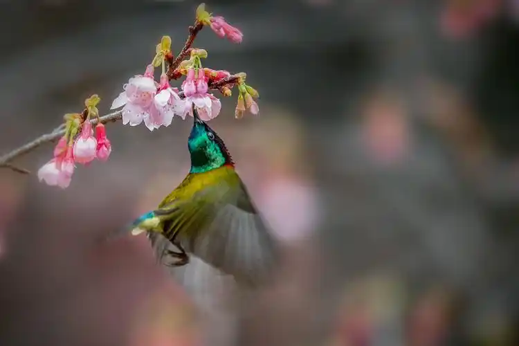 最美花鸟图——樱花与叉尾太阳鸟