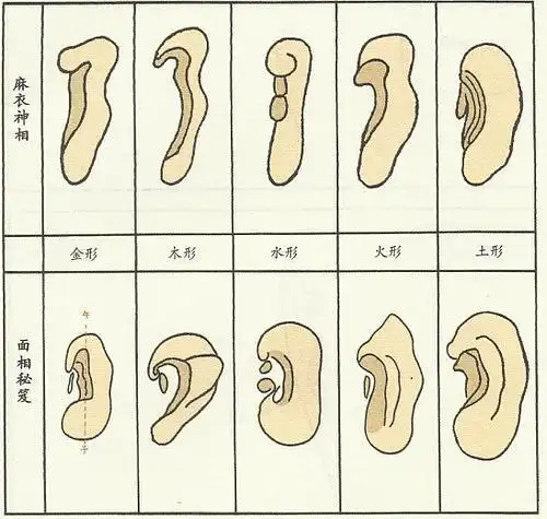木形耳的女人子宫狭窄