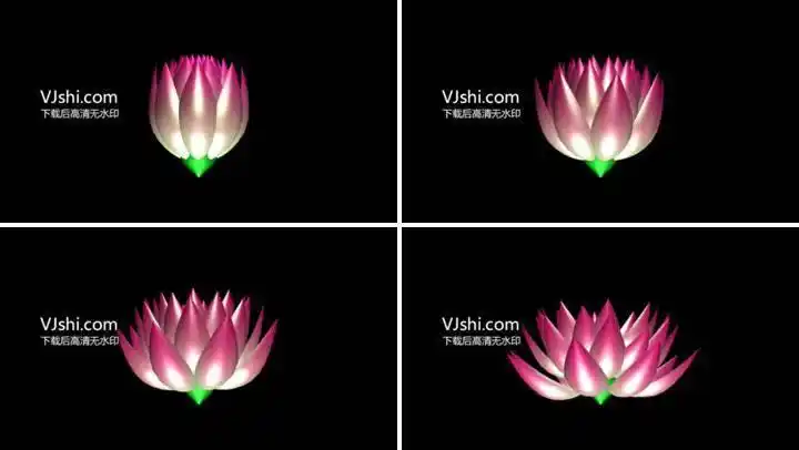 荷花旋转开放荷花透明开放鲜花莲花_1280x720_高清视频素材下载(编号