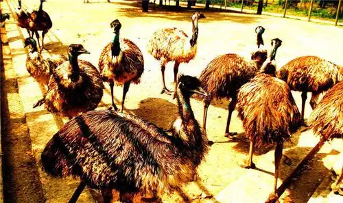 宿迁市宿豫运河湾森林动物园