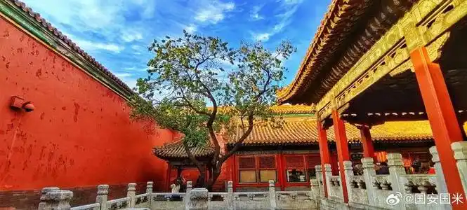 深秋的北京故宫御花园2023.11.7 摄影