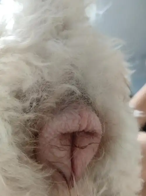 请教七个多月小母狗会阴部这样子正常吗图3可能引起不适