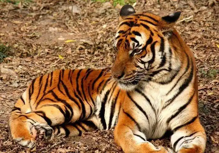 华南虎_老虎_炎陵