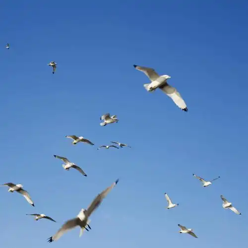 室外,白天,仰视,旅游,度假,美景,海鸟,鸟,挪威,欧洲,一群,许多,飞翔