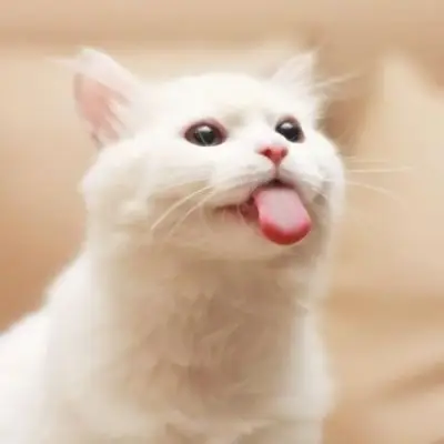 微信头像猫咪图片大全 高清吐舌头的可爱小猫咪卖萌图片