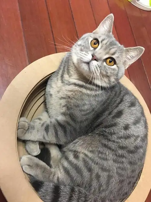 折立英短虎斑含泪蒸女友找不到就绝育了