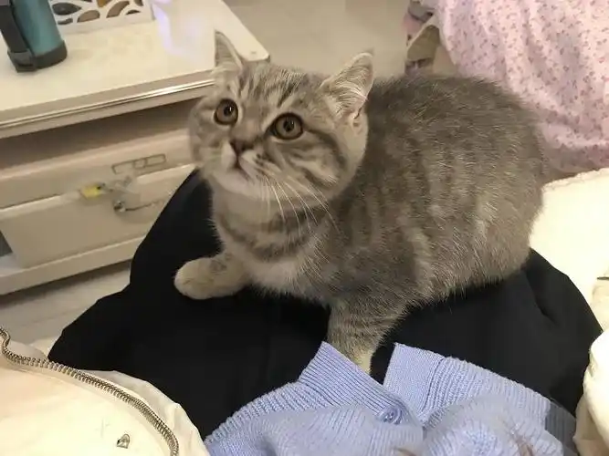 我家蓝猫是什么串串呢