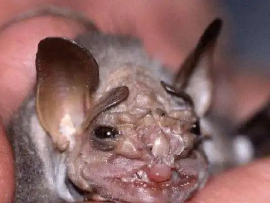 十大最恐怖蝙蝠