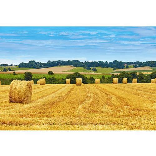 金黄色麦田风景海报田野丰收秋季美景图装饰壁画金色田园挂画墙贴