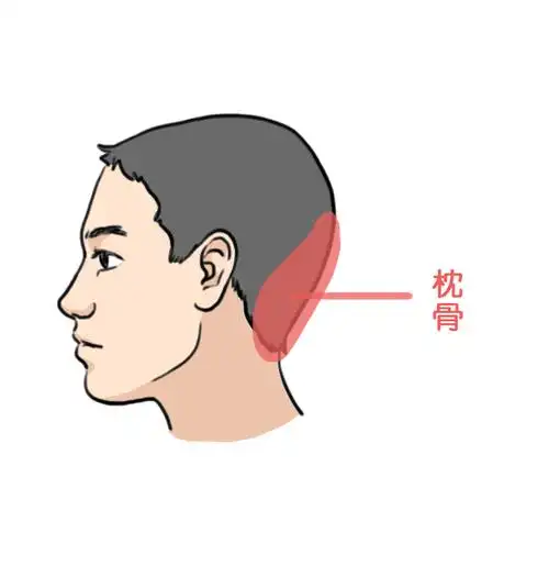 试听90秒08.枕骨:有这种枕骨的人,言出必行有责任心