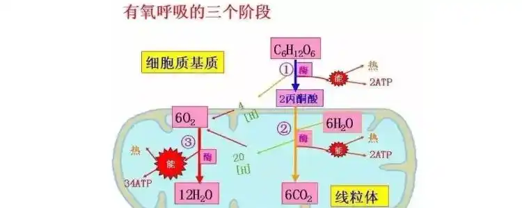 有氧呼吸的三个阶段场所