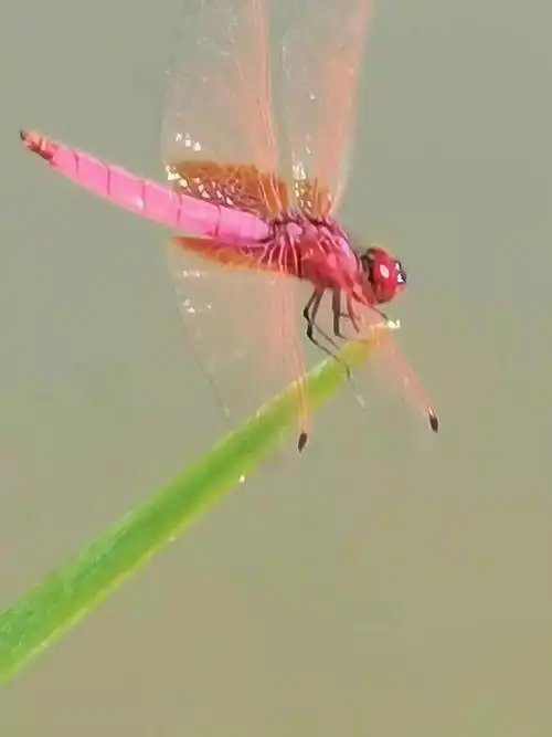 生态红蜻蜓仔细看才发现它竞在进食