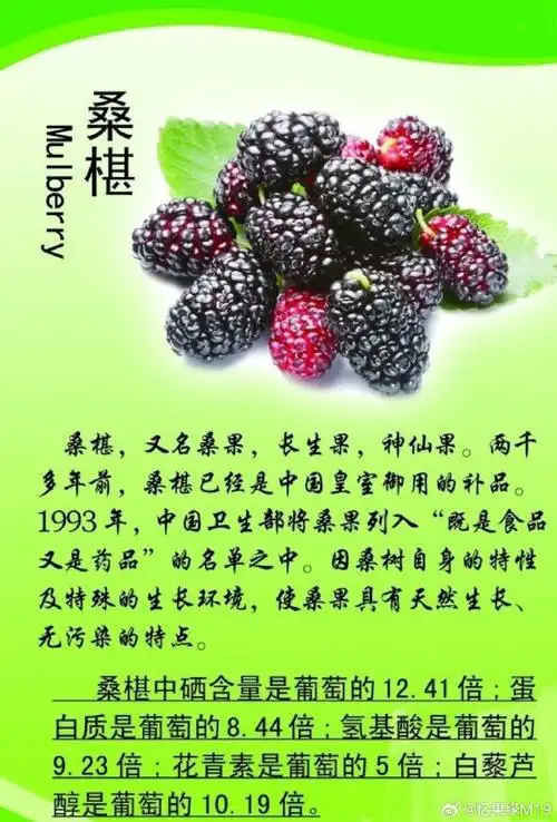 桑椹是一种常见的中药材,它具有多种功效和作用,包括:1.