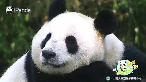 壁纸 大熊猫 动物 640_360