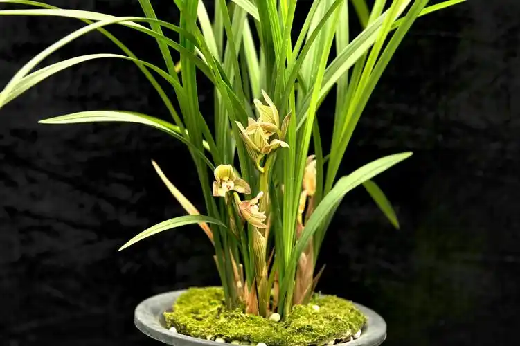 愿有一院兰花香