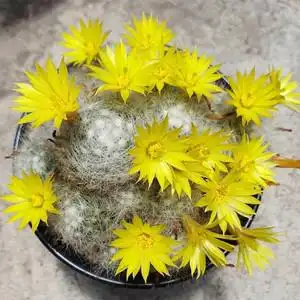 芳香丸仙人球开黄花有香味单头群生易养多肉植物