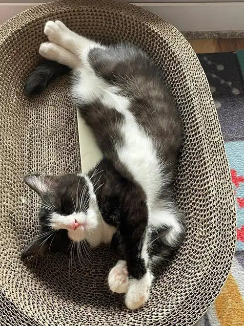 美短布偶串串 ,带回家一个月,没有变胖,长了不少,期待长大后的样子