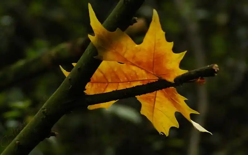 凄美的秋季落叶唯美伤感图片桌面壁纸高清 第一辑